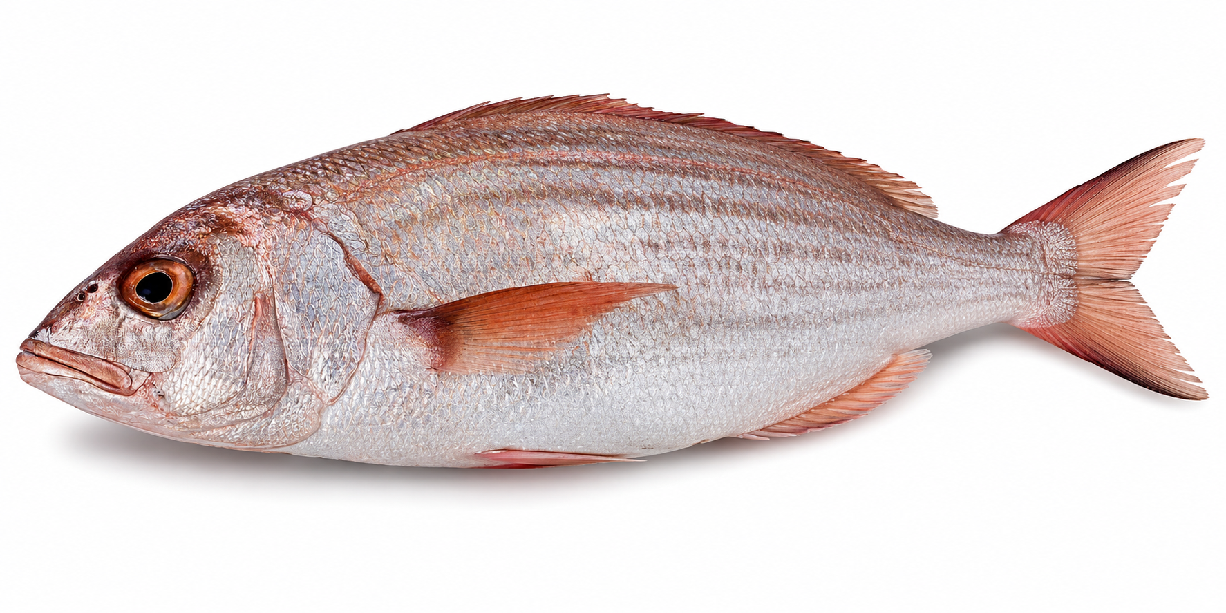 Silver Fish Whole