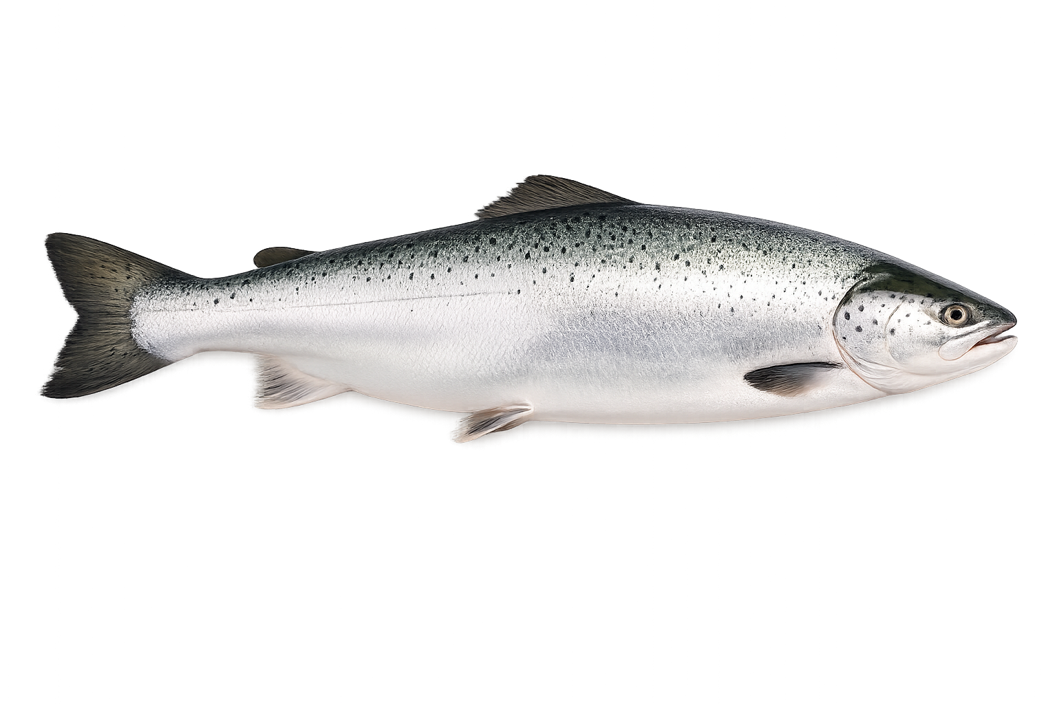 Norwegian Salmon Whole