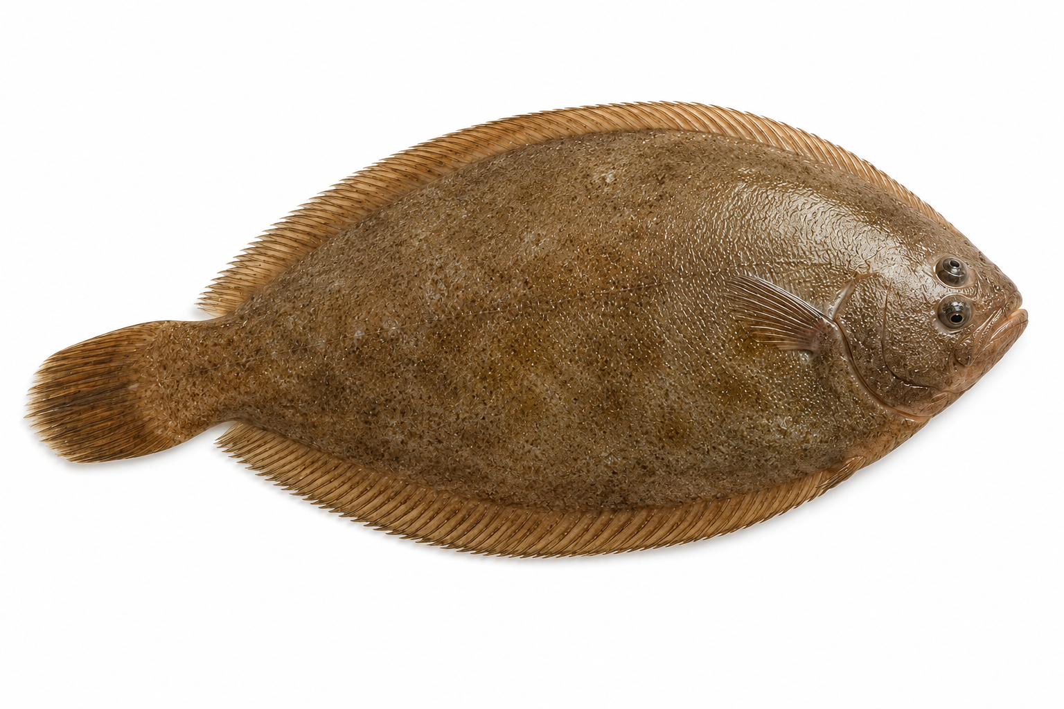 East Coast Soles (200g - 250g) - Pack of 4